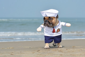 Walking funny French Bulldog dressed up with a cute sailor dog Halloween costume on beach with...