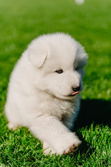 Samoyed puppy sitting on green grass