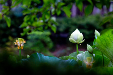 ハスの花