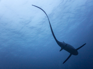A thresher shark shows it's signature long tail fin