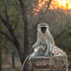 Monkey at Sunset in Africa