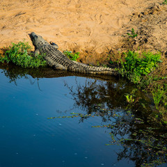 crocodile in the water