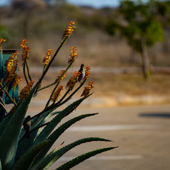 orange flowers 