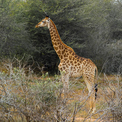 giraffe 