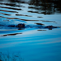 hippo in the water