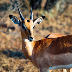 impala in africa