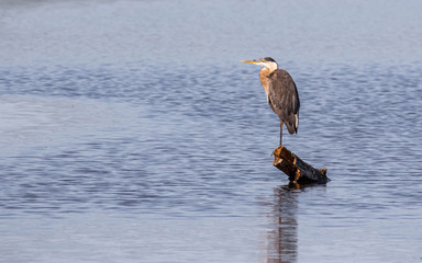 great blue heron in the water