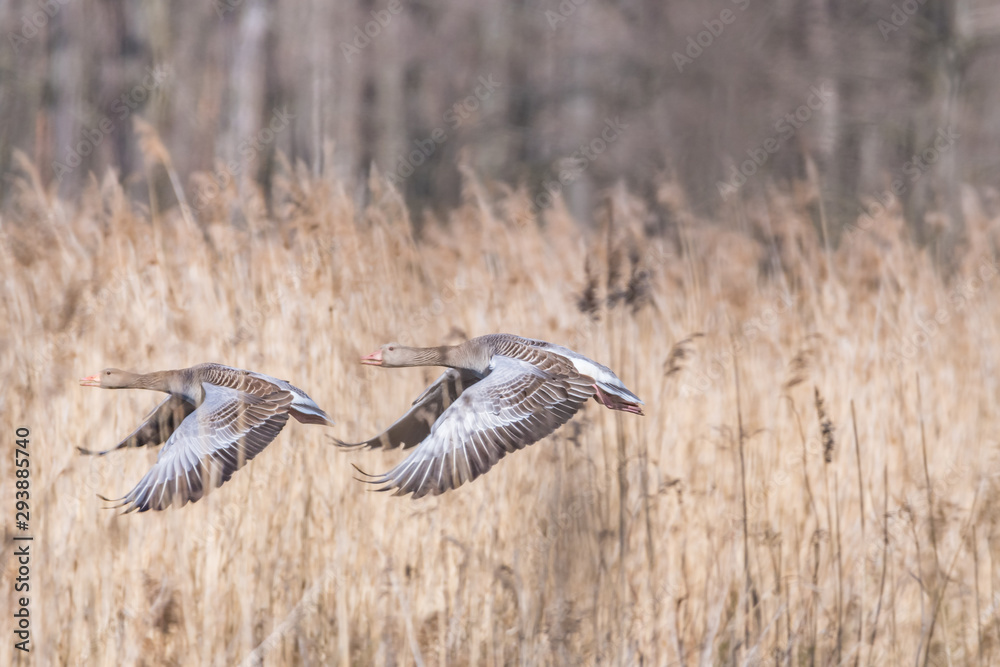 Poster wild geese in flight