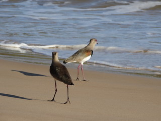 Seagull at Guarabari Beach - Espirito Santo - Brazil
