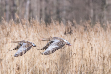 wild geese in flight