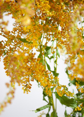 Solidago virgaurea. Flowers. Nature background. Yellow ang green colors