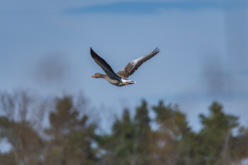 duck in flight