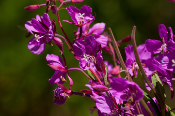 Fototapeta na wymiar Flower in mountainous steppe 