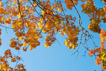                   Bright yellow and orange leaves on branches of autumn tree against a blue sky. Copy space.