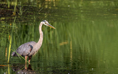 great blue heron
