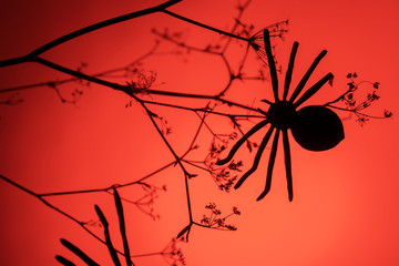 Creative trendy halloween background with black spider on red neon light background. Copy space, minimalism