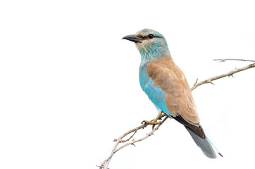 A full body view of a European roller (Coracias garrulus) perched on a twig against a white...