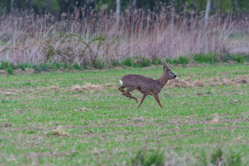 deer in the field