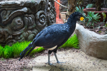 Bird Crested gokko, Black curassow, on a background of grass stones. Birds, ornithology, ecology.