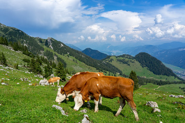 Fototapeta na wymiar Cows grazing in tyrol alm Austria on the mountains milk cheese advertisement
