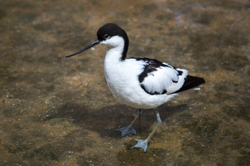 Bird pied Avocet, Pied avocet standing in the water. Birds, ornithology, ecology.