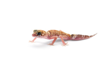 The common leopard gecko isolated on white background 