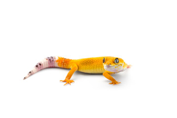 The common leopard gecko isolated on white background 