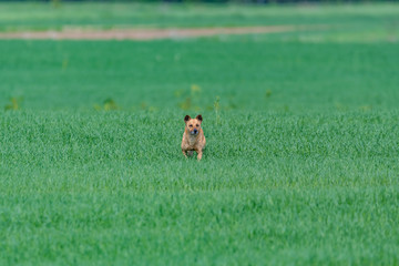 dog on green grass