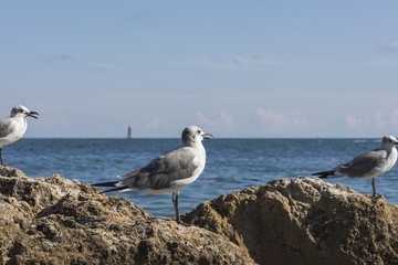 Close up view of cute seagulls standing on rocks with blue ocean water on background. 