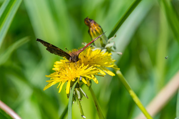 butterfly on flower
