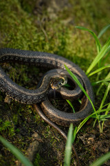 Natrix, Snake, Colubridae in the forest, close up.