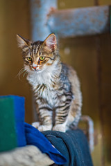 Portrait of a beautiful gray cat in an old apartment.