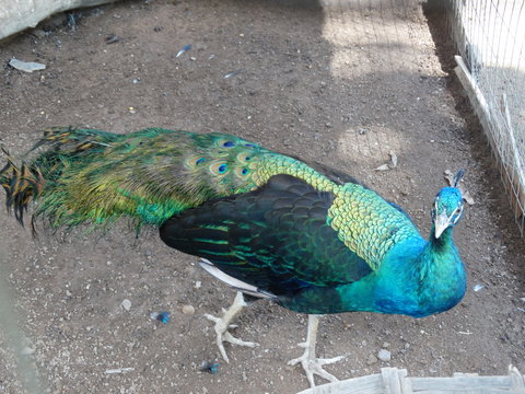 male peacock from the Japanese garden of Caldas Novas - Goiás - Brazil