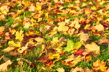 Colorful autumn leaves on green grass in a park as a natural background.          