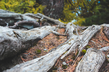 Tree Roots