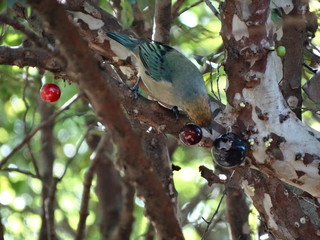 Robin of the serro - MG - Brazil