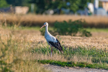 Obraz na płótnie Canvas stork on green grass