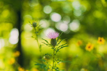 pink thistle flower in the woods
