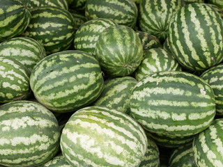 new crop of watermelons. big ripe striped watermelons at an agricultural fair on a Sunny summer day.