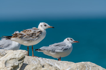 Fototapeta premium seagulls on a rock
