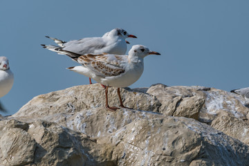seagull on rock