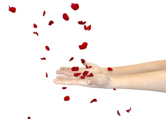 The girl catches the petals of a red rose with her hands. Isolated white background