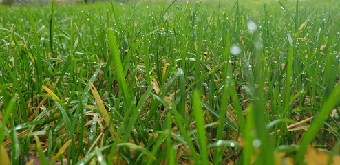 Dew on the grass. Grass in autumn