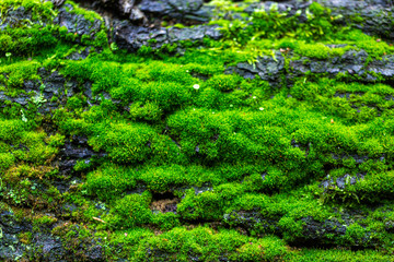 texture nature overlay