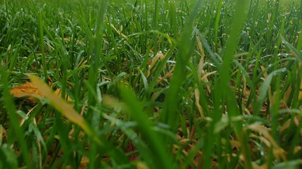 Dew on the grass. Grass in autumn