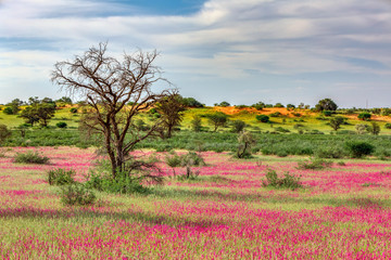 Violet flowering Kalahari desert after rain season, South Africa wilderness