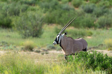 common antelope Gemsbok, Oryx gazella in Kalahari after rain season with green grass. Kgalagadi...