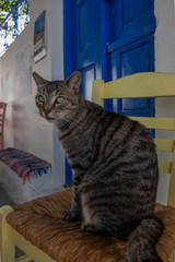 Obraz premium Cat on a Greek chair. Greek Islands. 