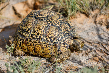 turtle leopard tortoise in nature habitat, north part of South Africa, Safari wildlife