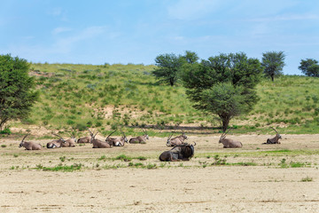 common antelope Gemsbok and blue wildebeest, Oryx gazella in Kalahari after rain season with green...